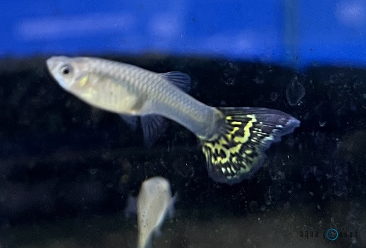 guppy