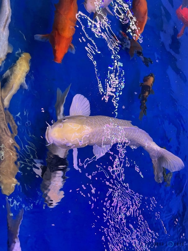 KOI fish