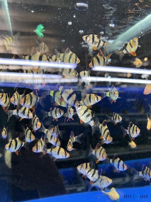 large schools of Tiger Barbs