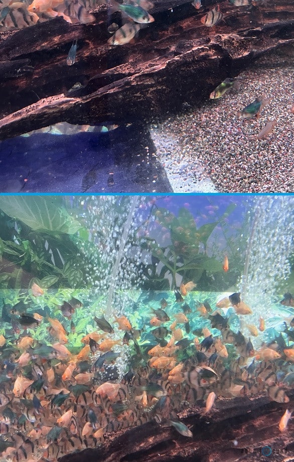 lifespan of tiger barb