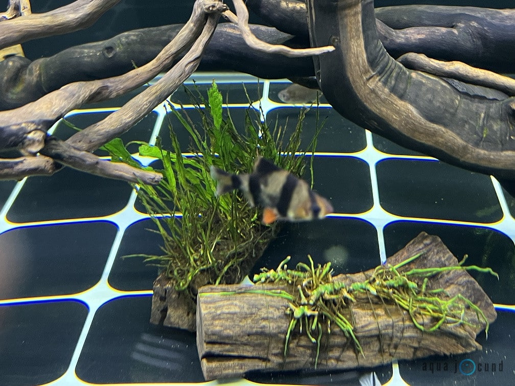 live plant for tiger barb