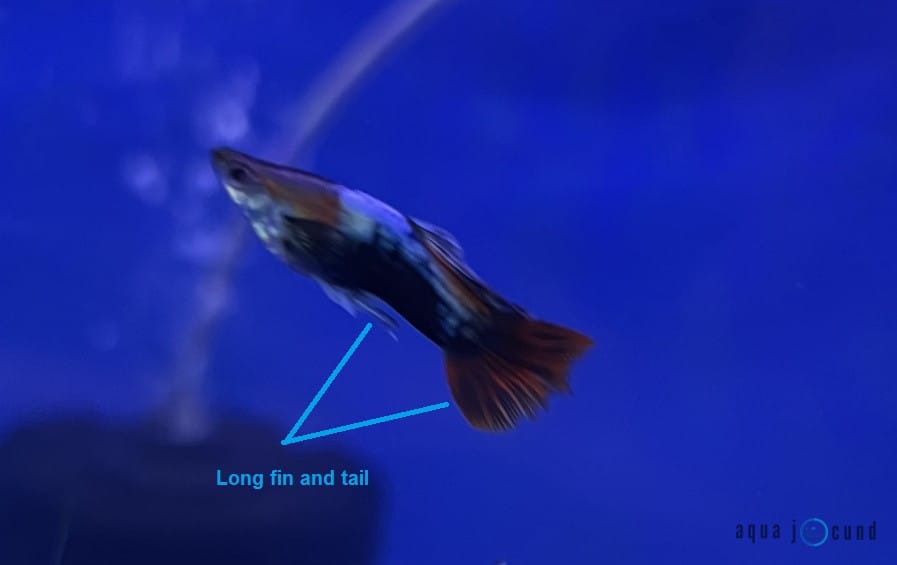 long fin and tail of guppy