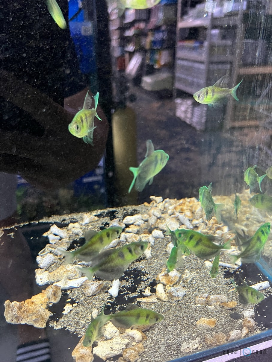 long fin glofish
