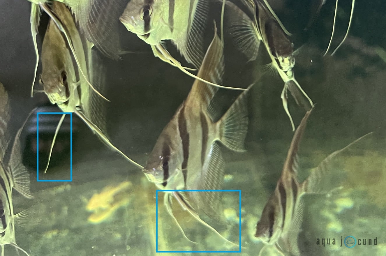 long fin of angelfish