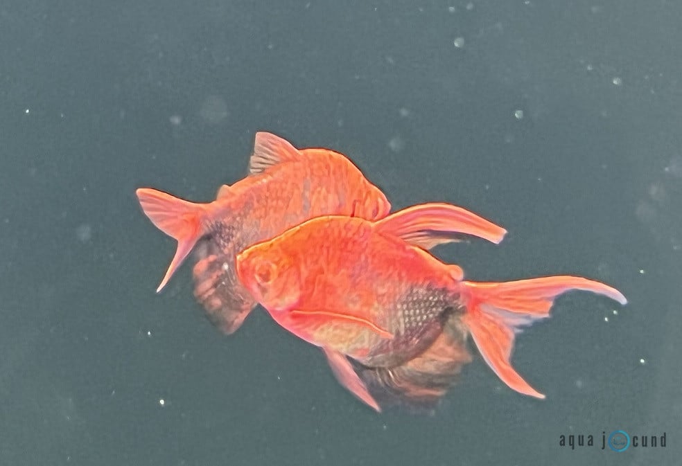 long fin red glofish