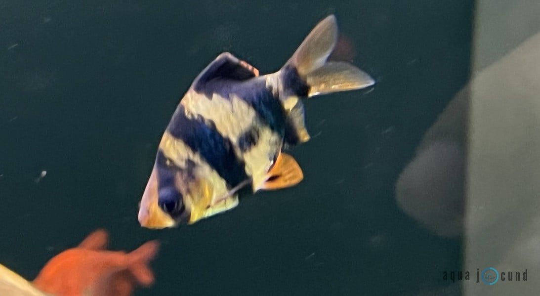 male tiger barb
