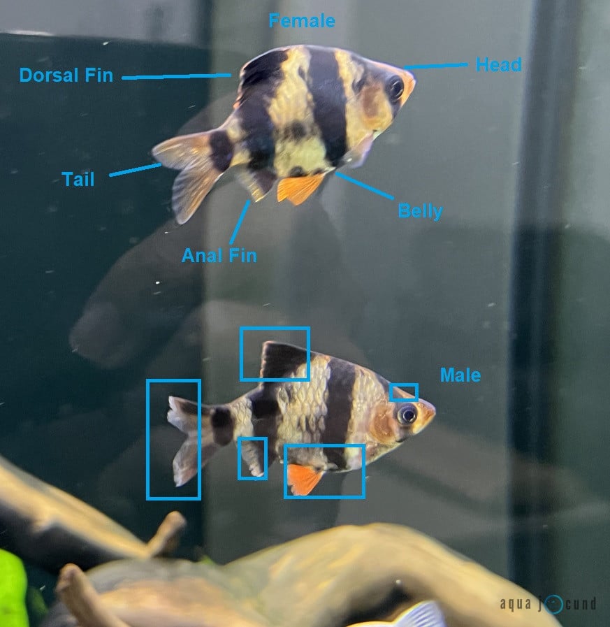 male vs female tiger barbs