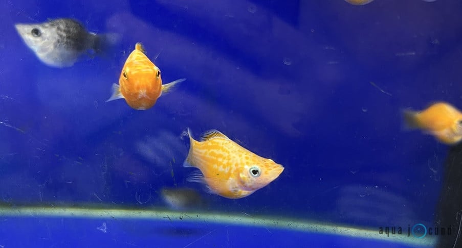 molly fish