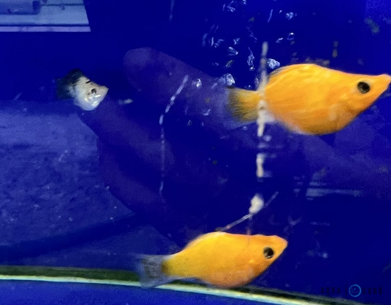 molly fishes