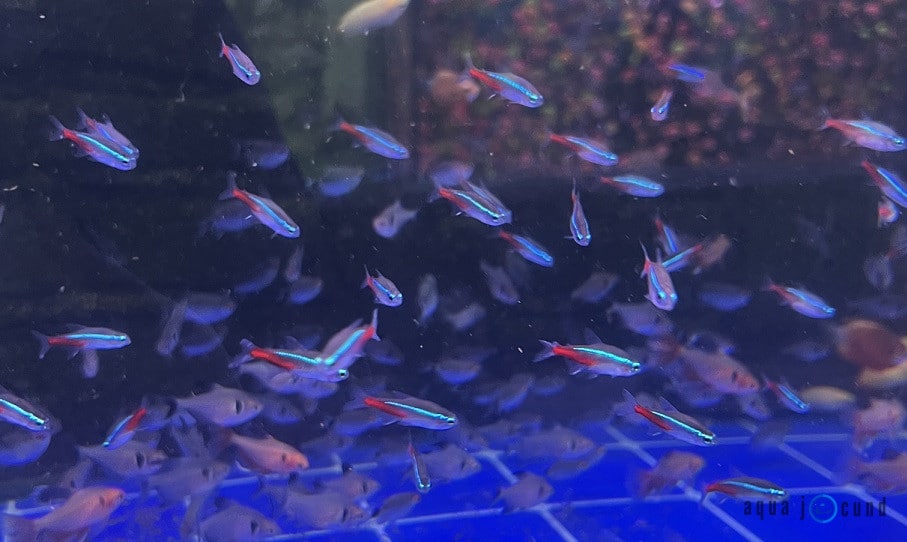 neon tetra