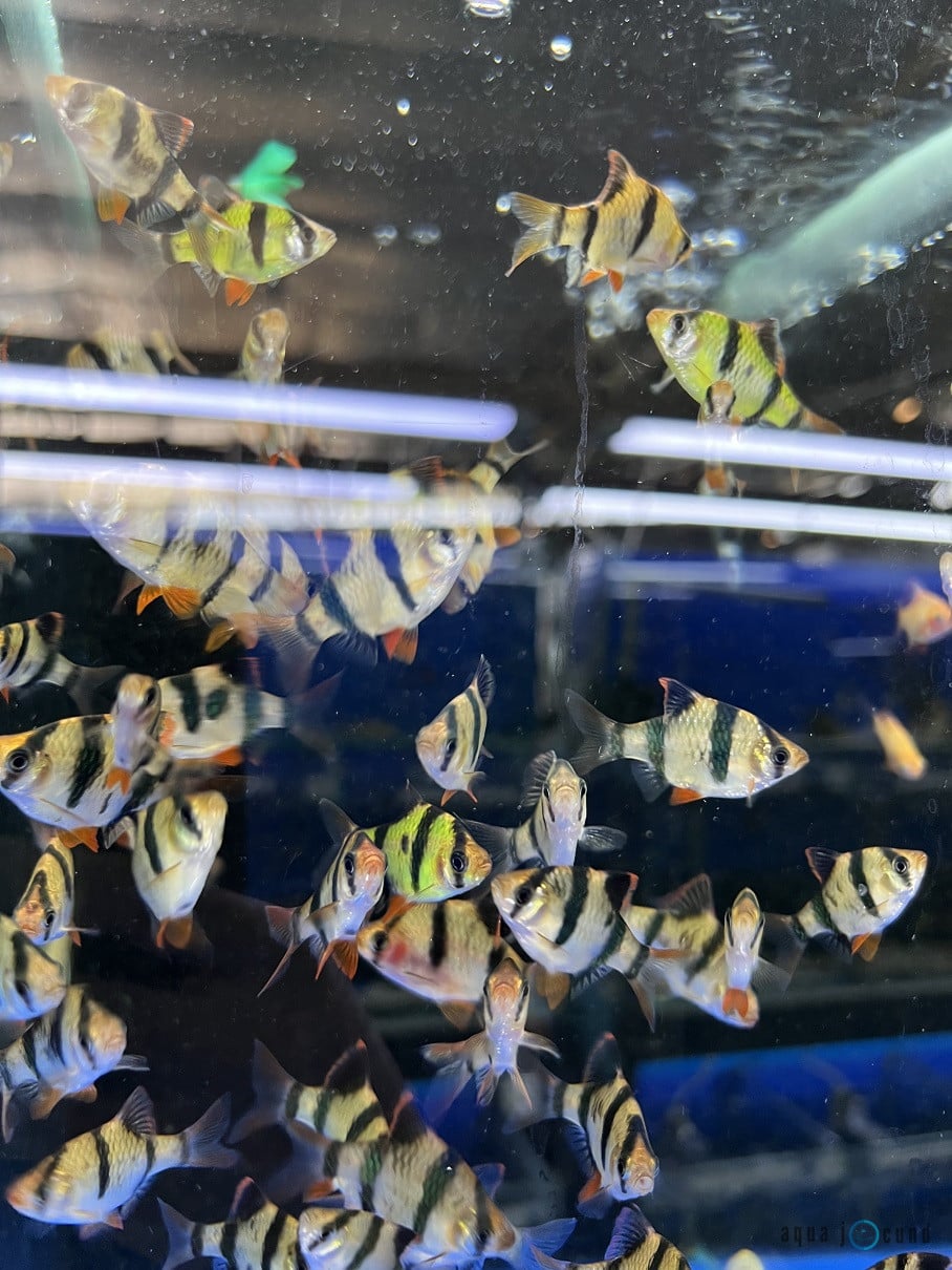 normal tiger barb