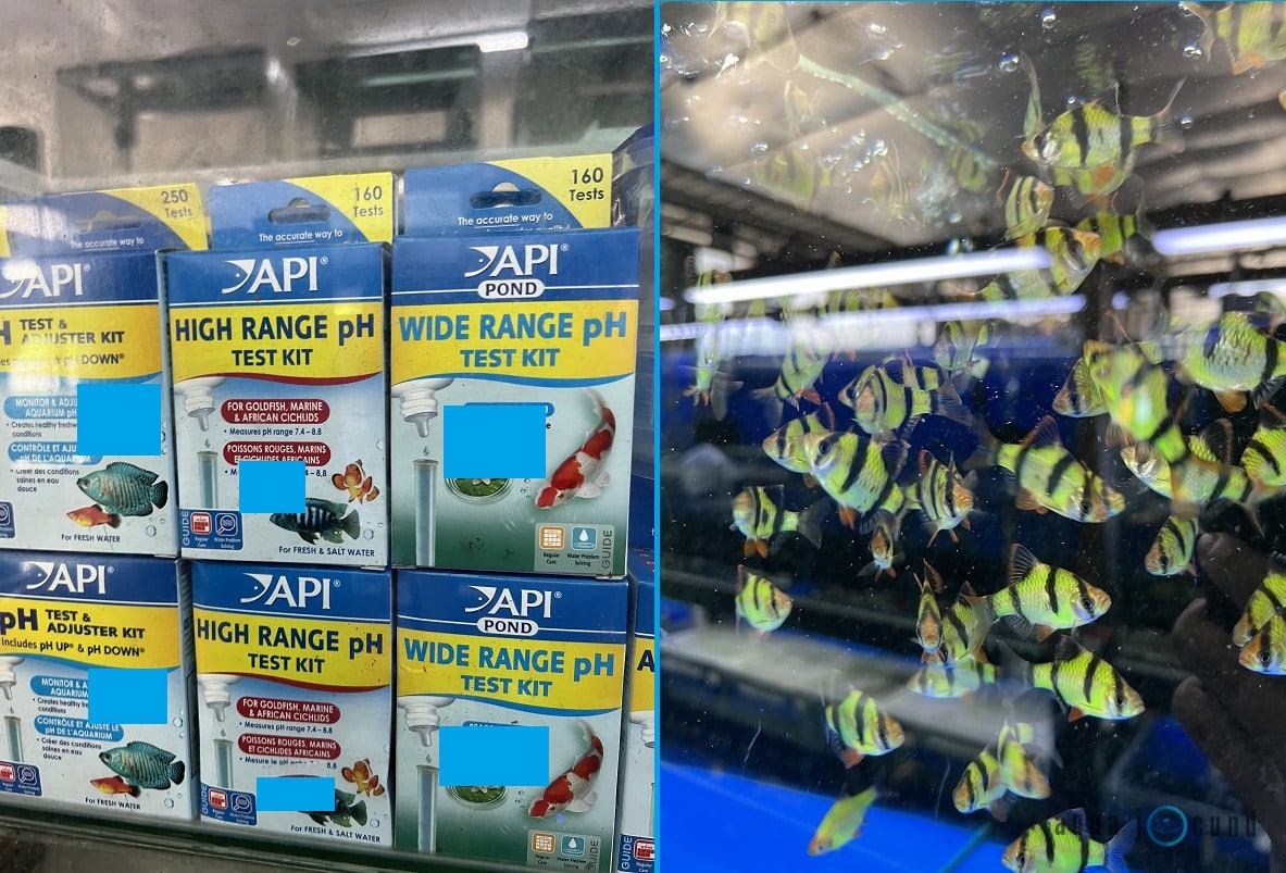 pH level for tiger barbs