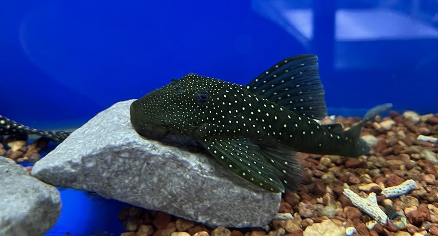 pleco