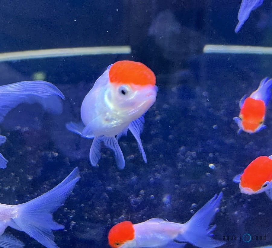red head goldfish