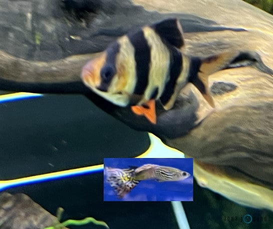 size of tiger barb vs guppy