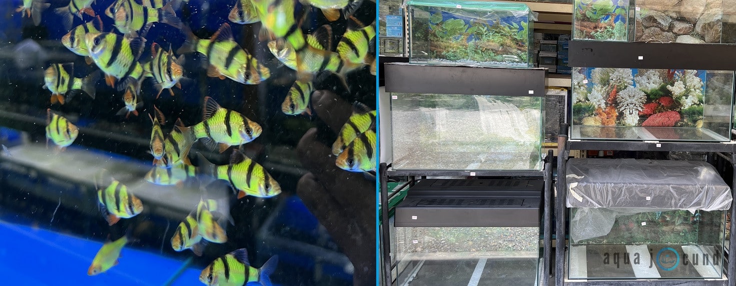 tank sizes for barbs