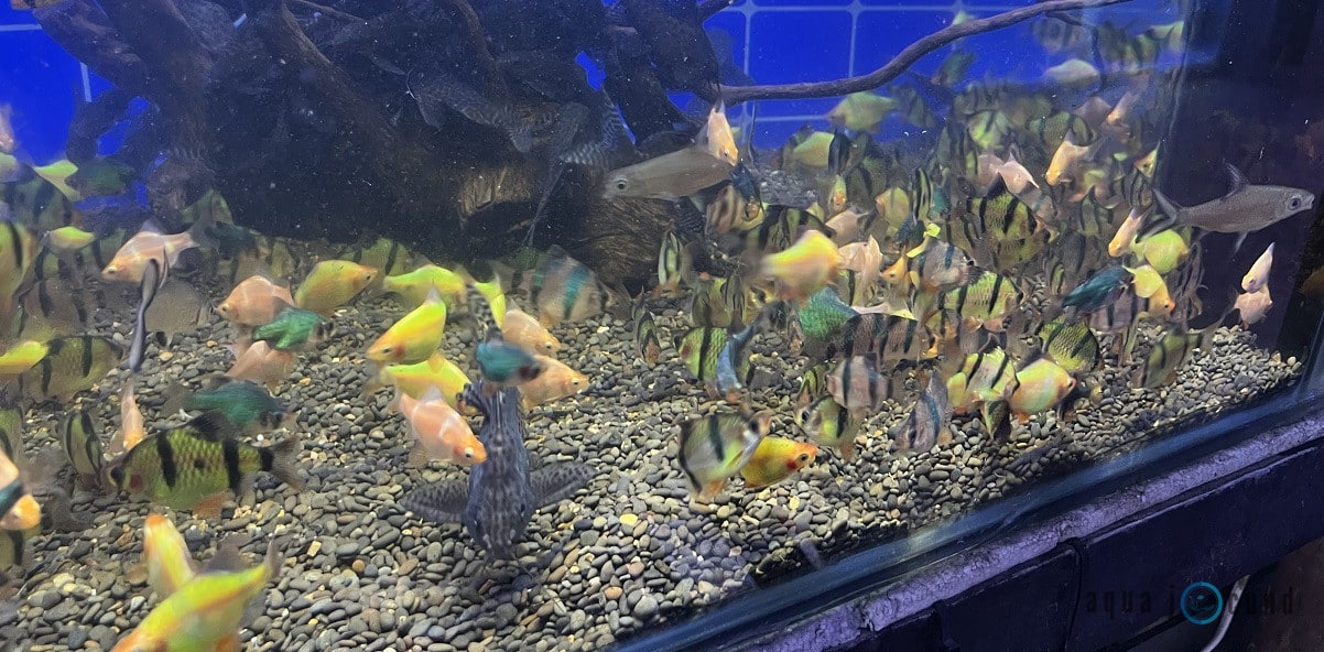 temperature for tiger barb