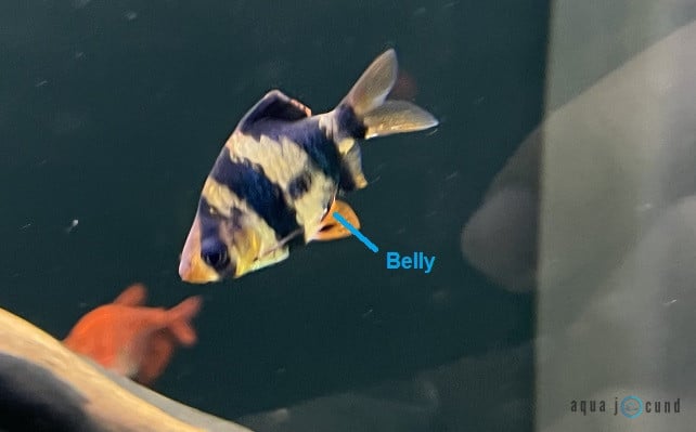 tiger barb belly