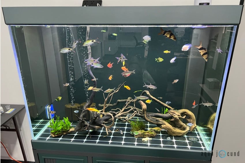 Tiger Barb Community Tank