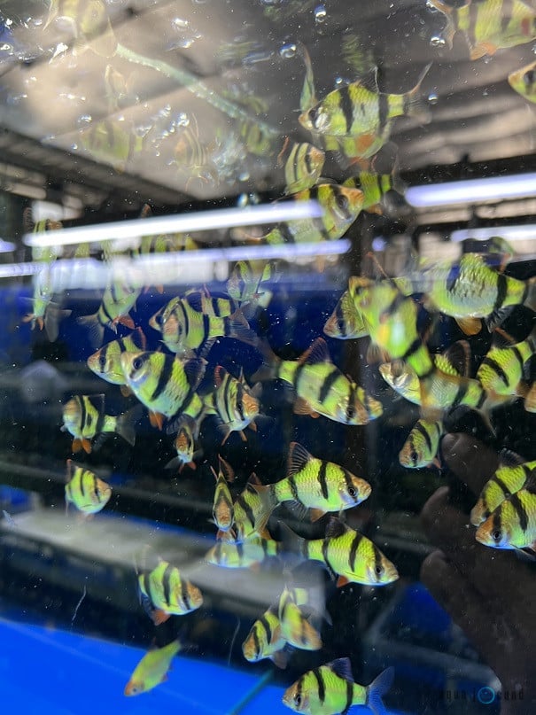 tiger barb in group