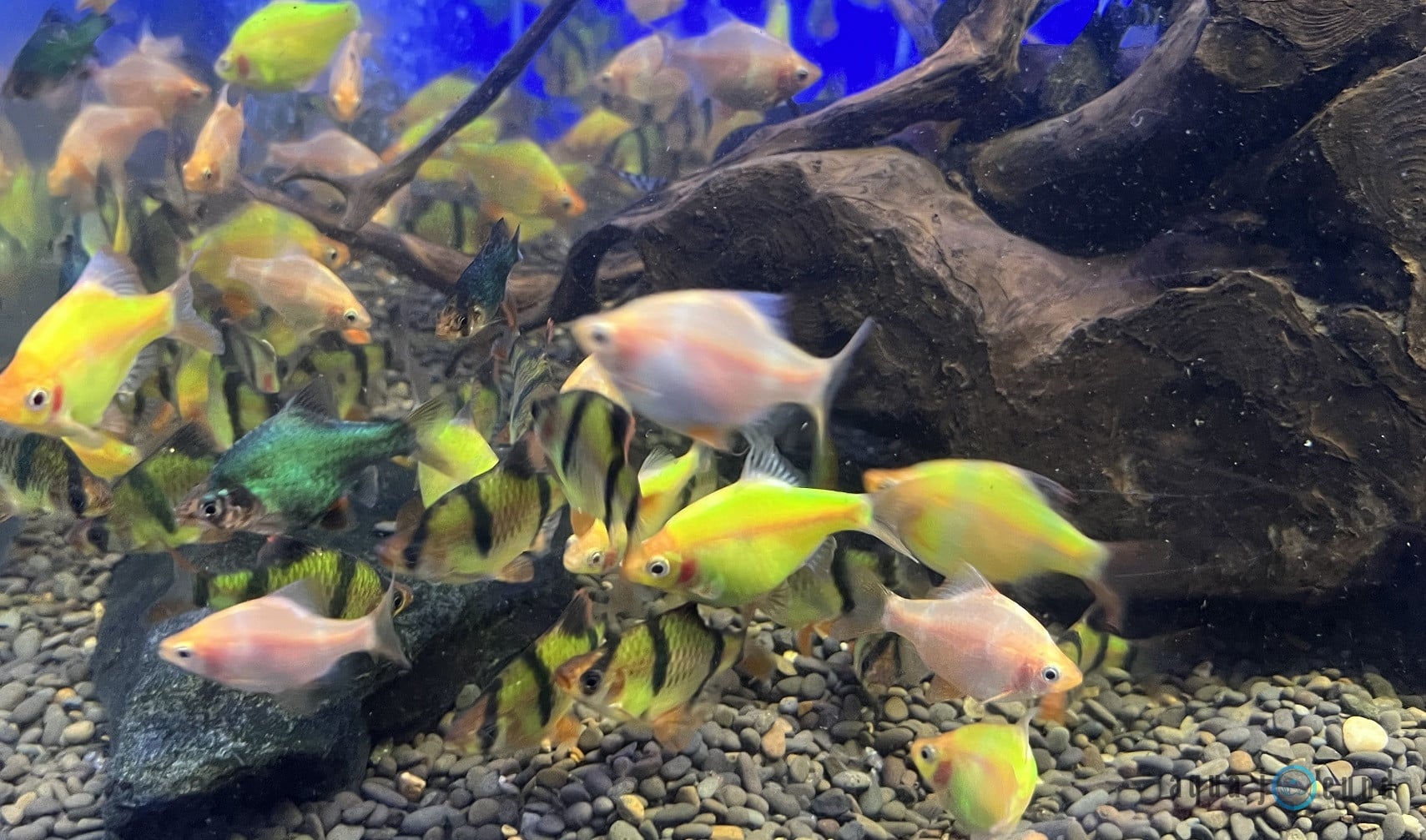 tiger barb multiple variety
