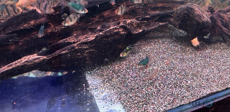 tiger barb with place to hide