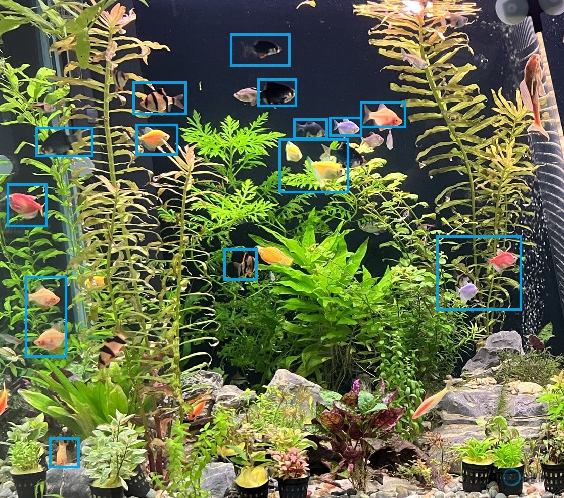 tiger barbs and glofish in the same tank