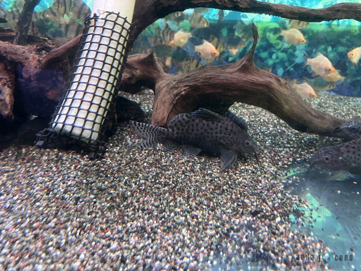 tiger barbs and pleco with hiding places