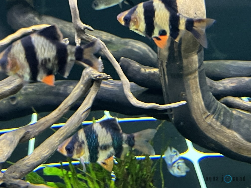 tiger barbs and their hiding places