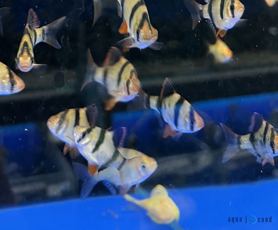 tiger barbs in group