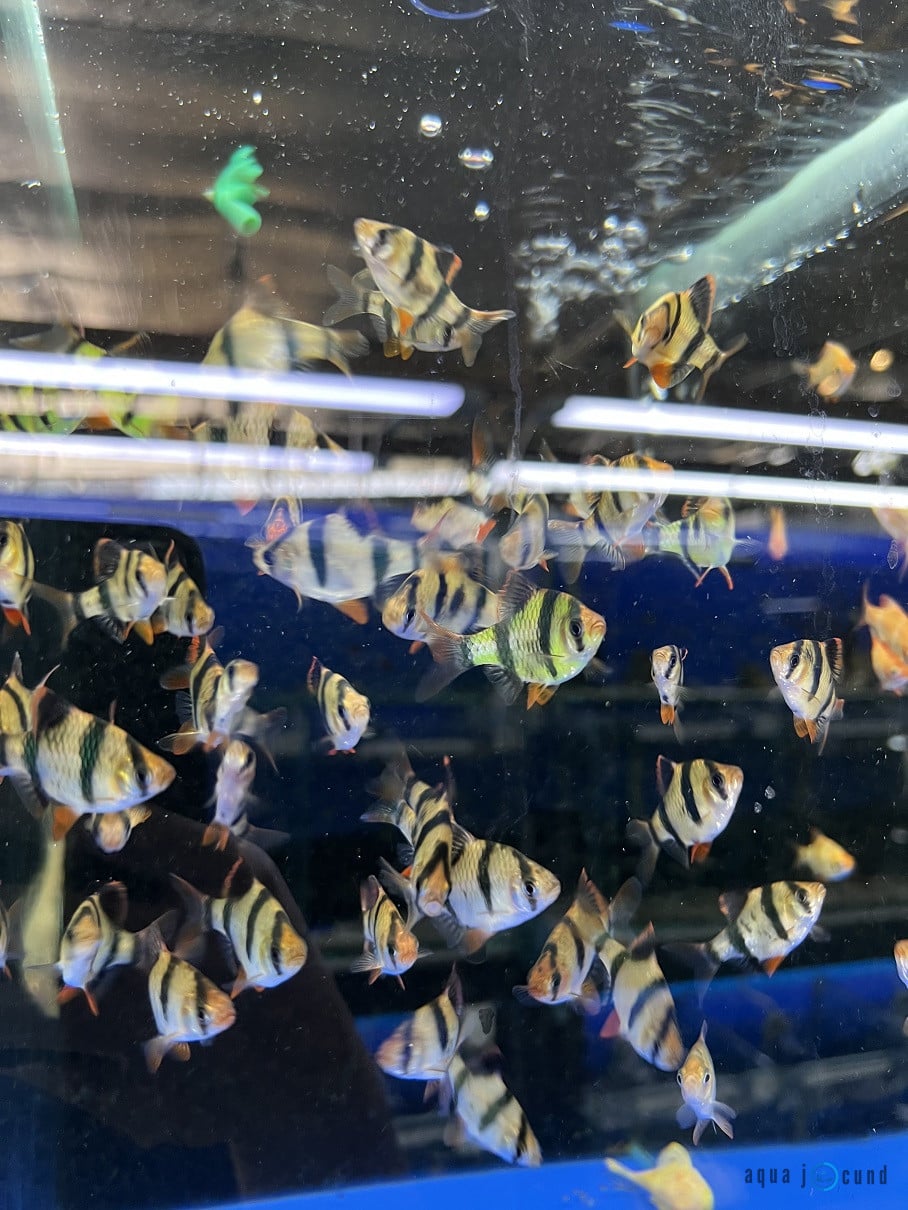 tiger barbs tank mates