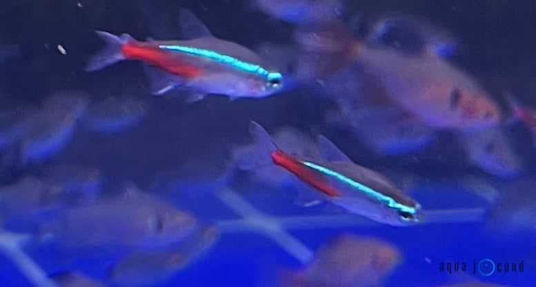 neon tetras