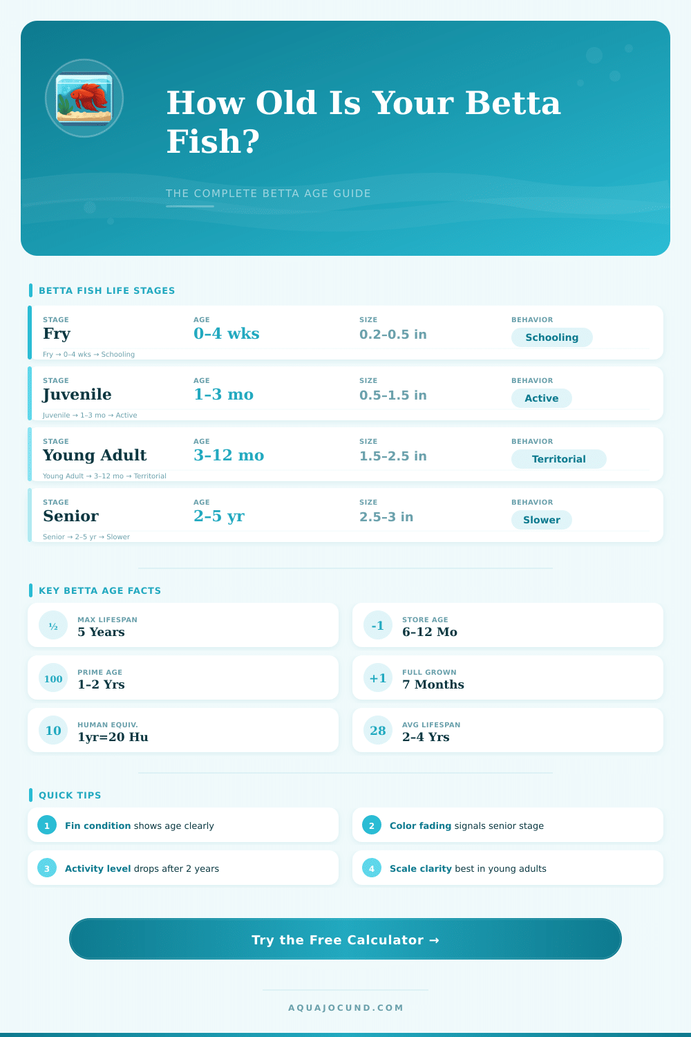 Betta Fish Age Calculator – How Old Is Your Betta?