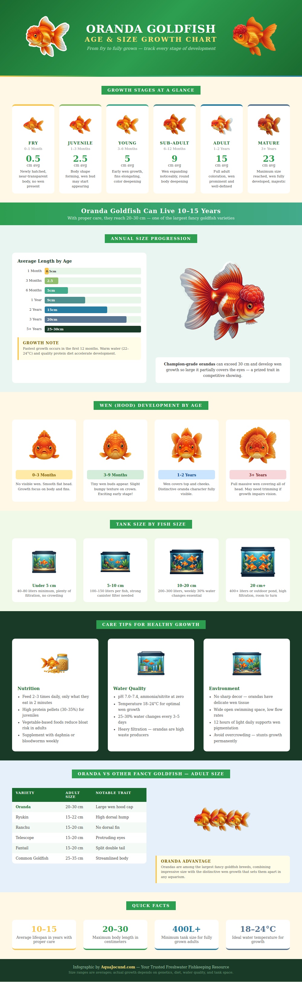 Oranda Goldfish Age Size Chart