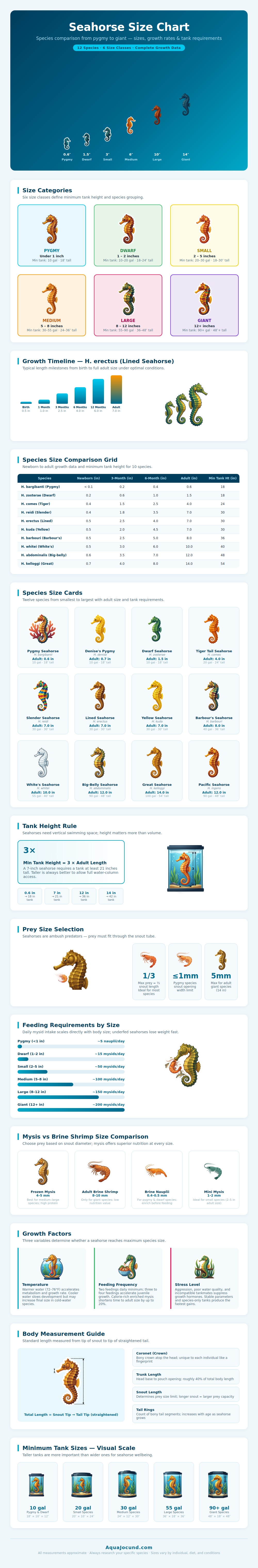 Seahorse Size Chart