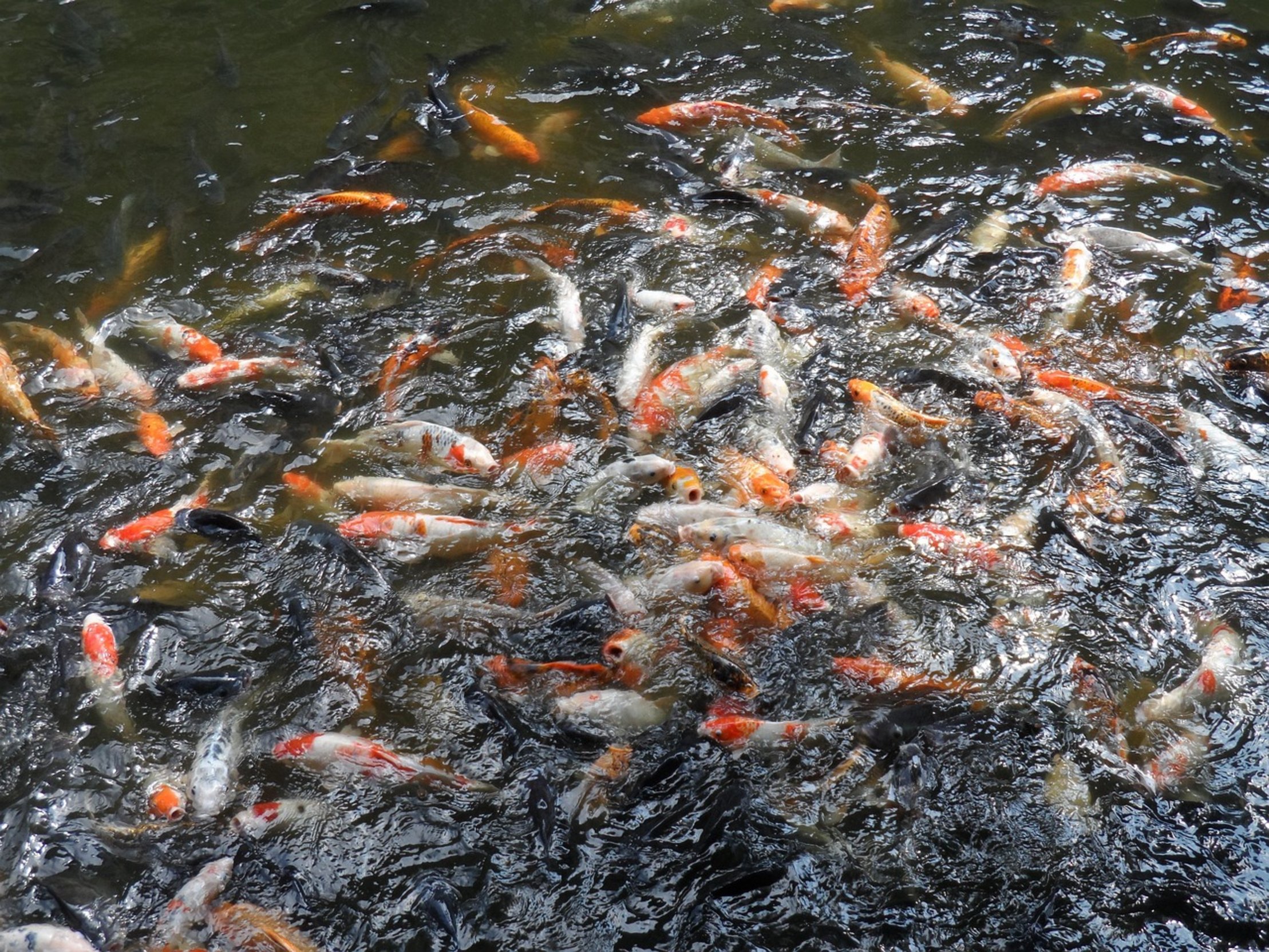 active swimming goldfish active swimming goldfish