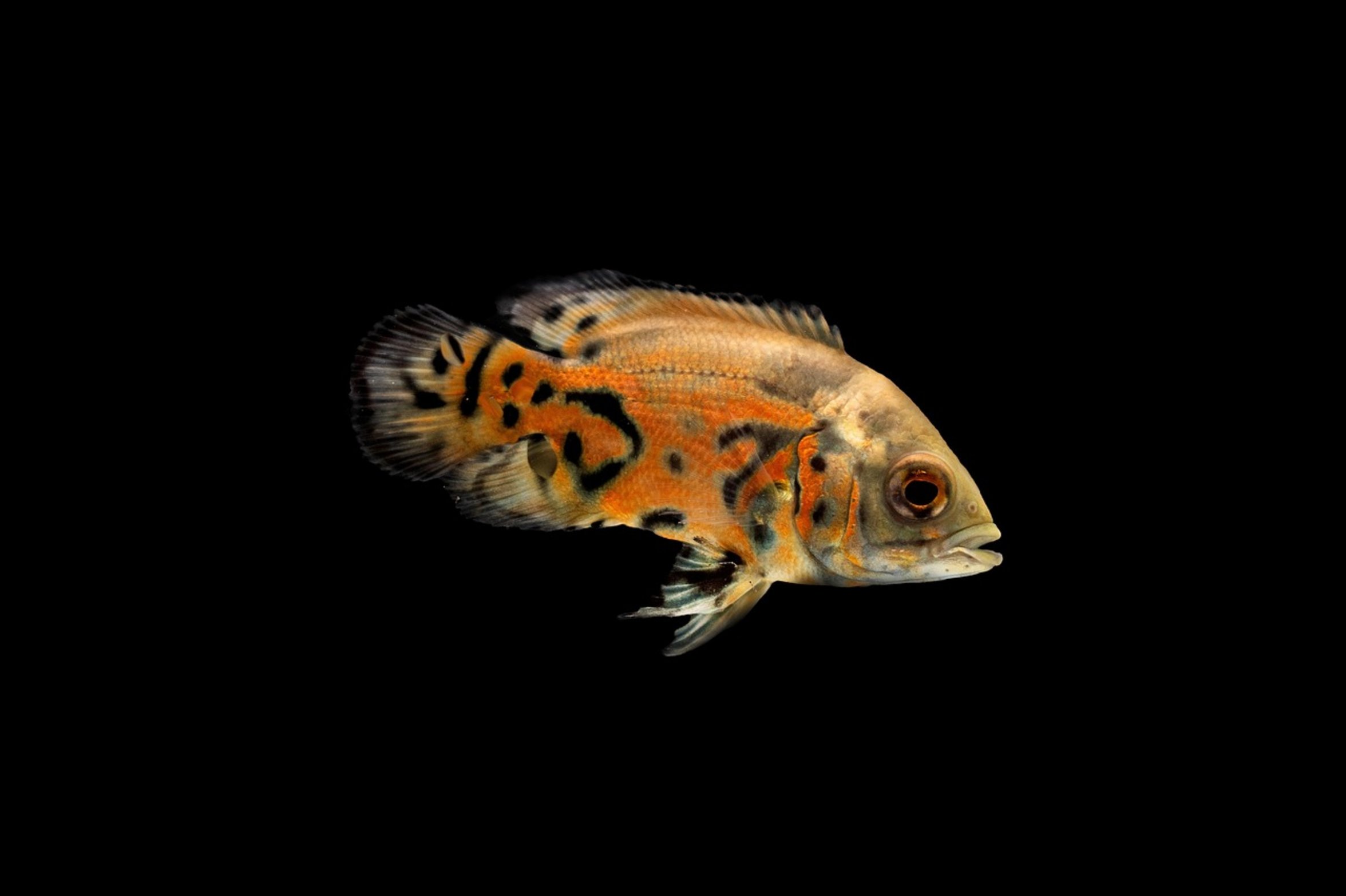 aggressive cichlid fish aggressive cichlid fish