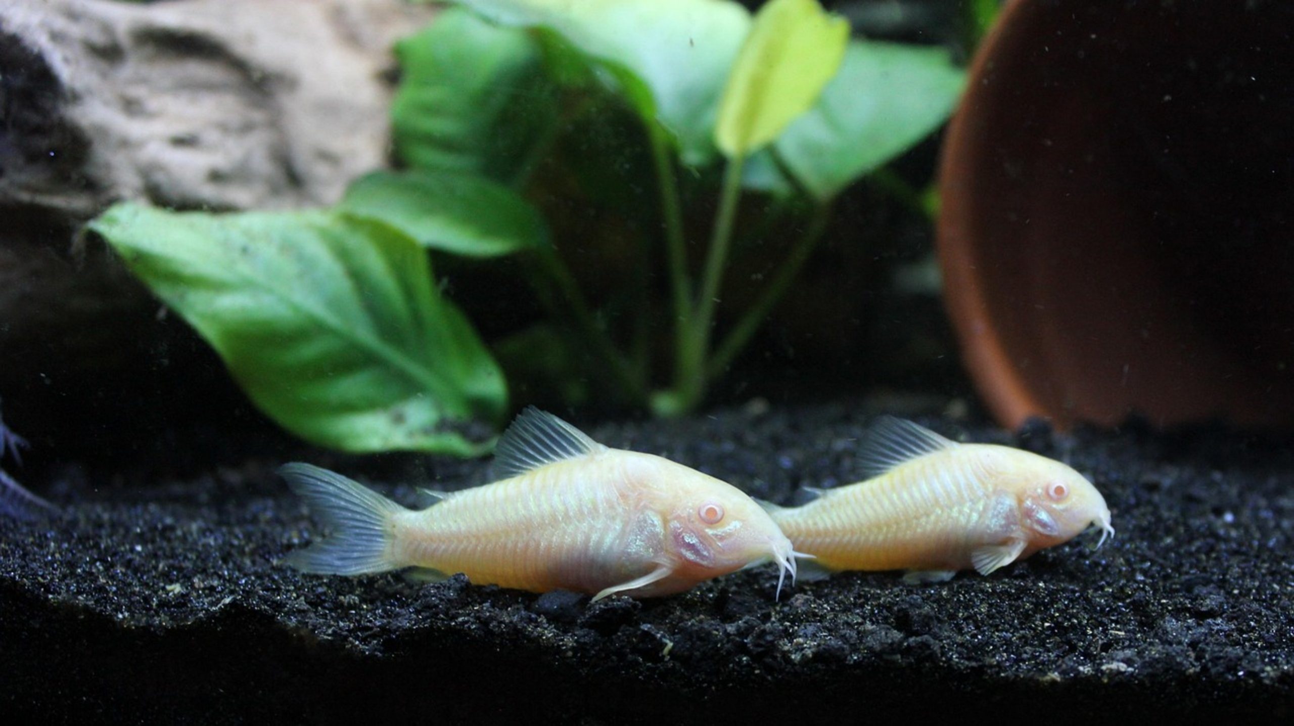 albino corydoras fish albino corydoras fish