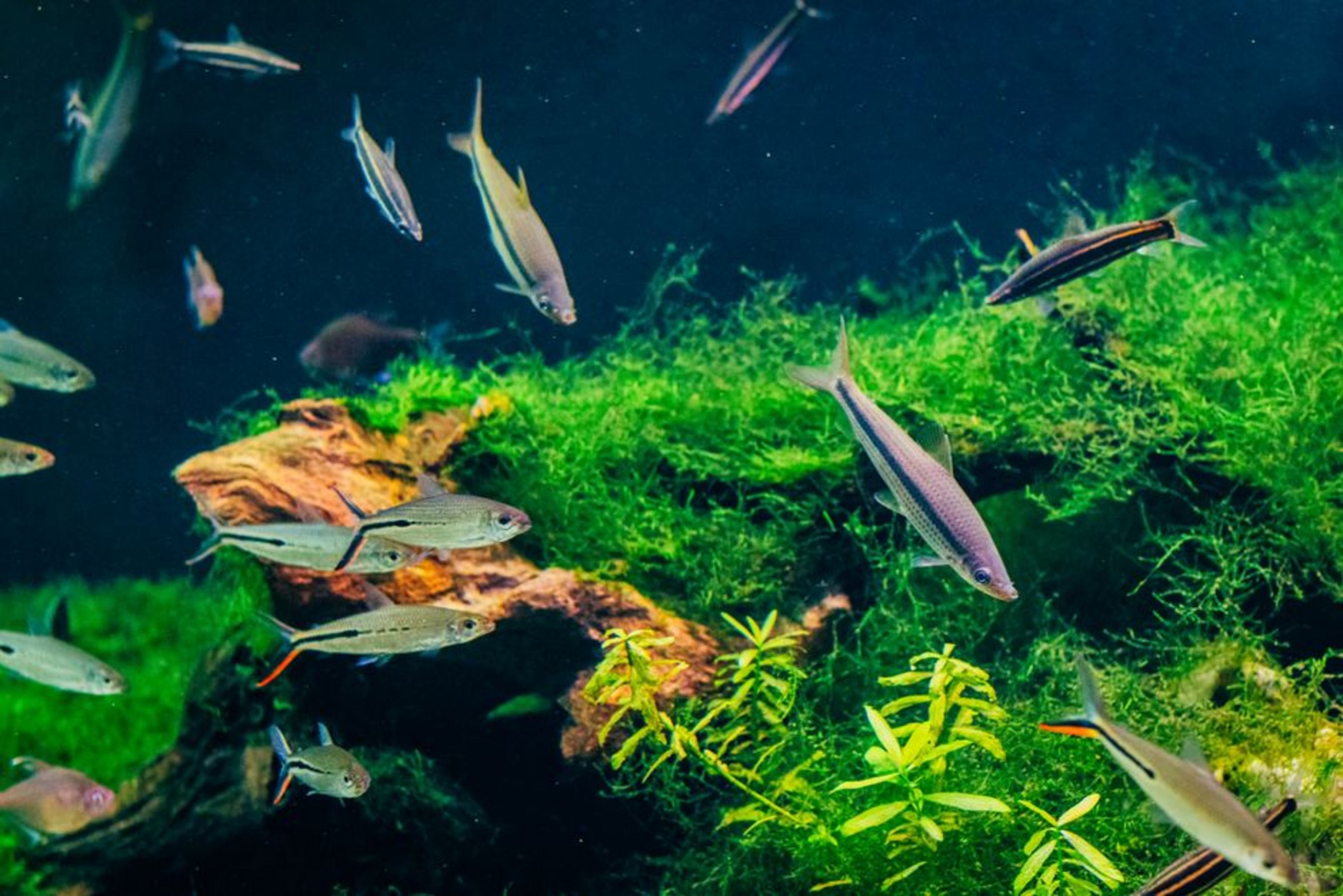 algae covered aquarium glass algae covered aquarium glass