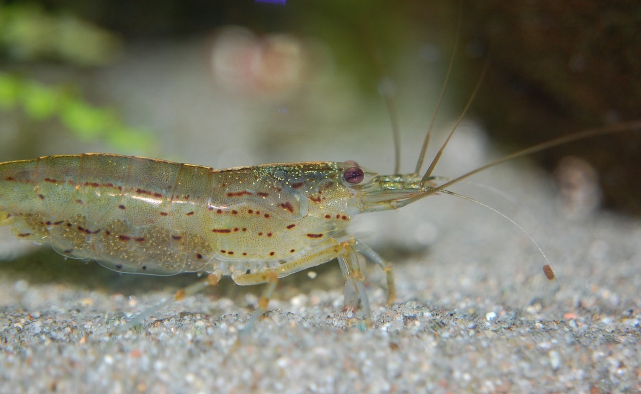 amano shrimp close up amano shrimp close up
