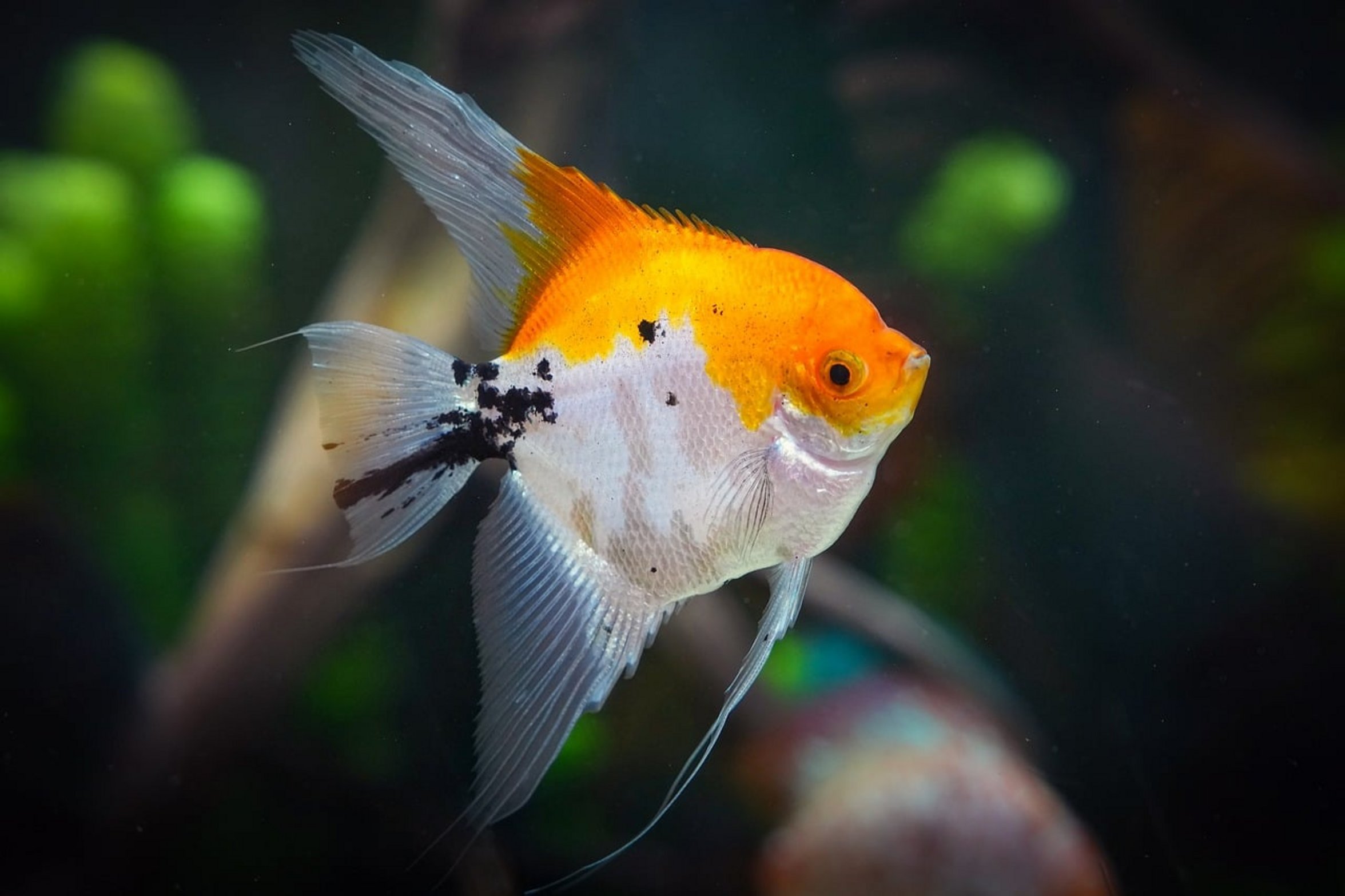 angelfish spawning pair angelfish spawning pair