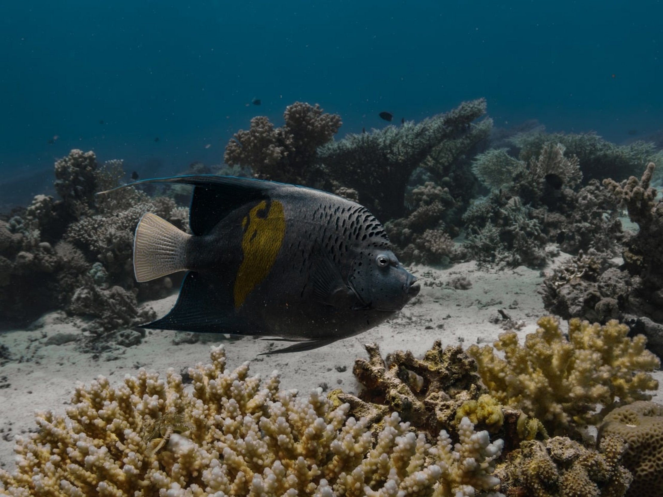 angelfish swimming gracefully angelfish swimming gracefully