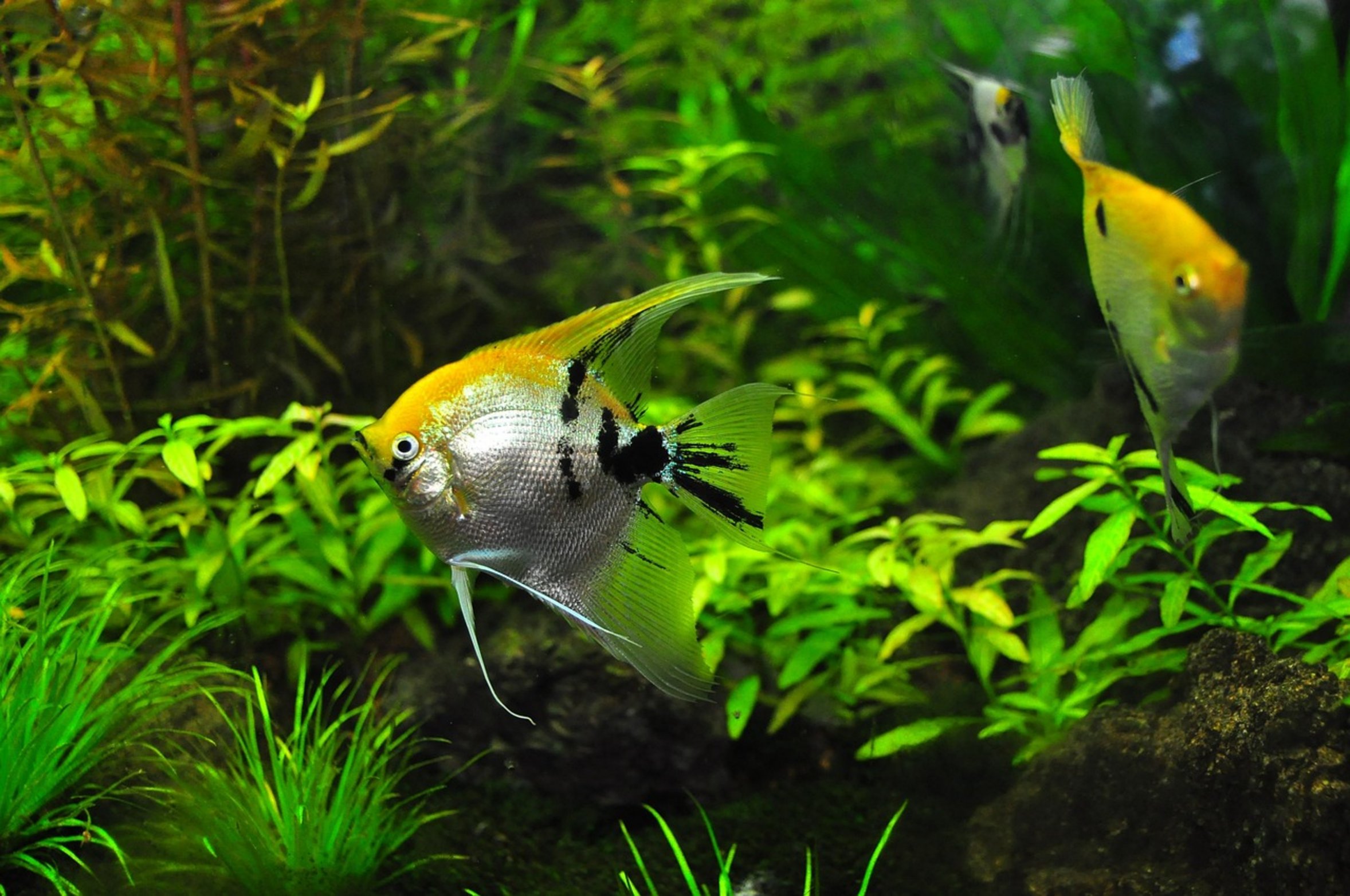 angelfish swimming in tank angelfish swimming in tank