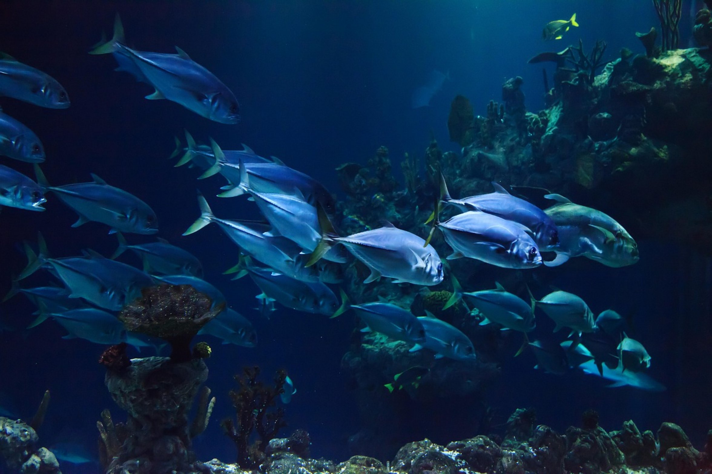 aquarist cleaning fish tank aquarist cleaning fish tank