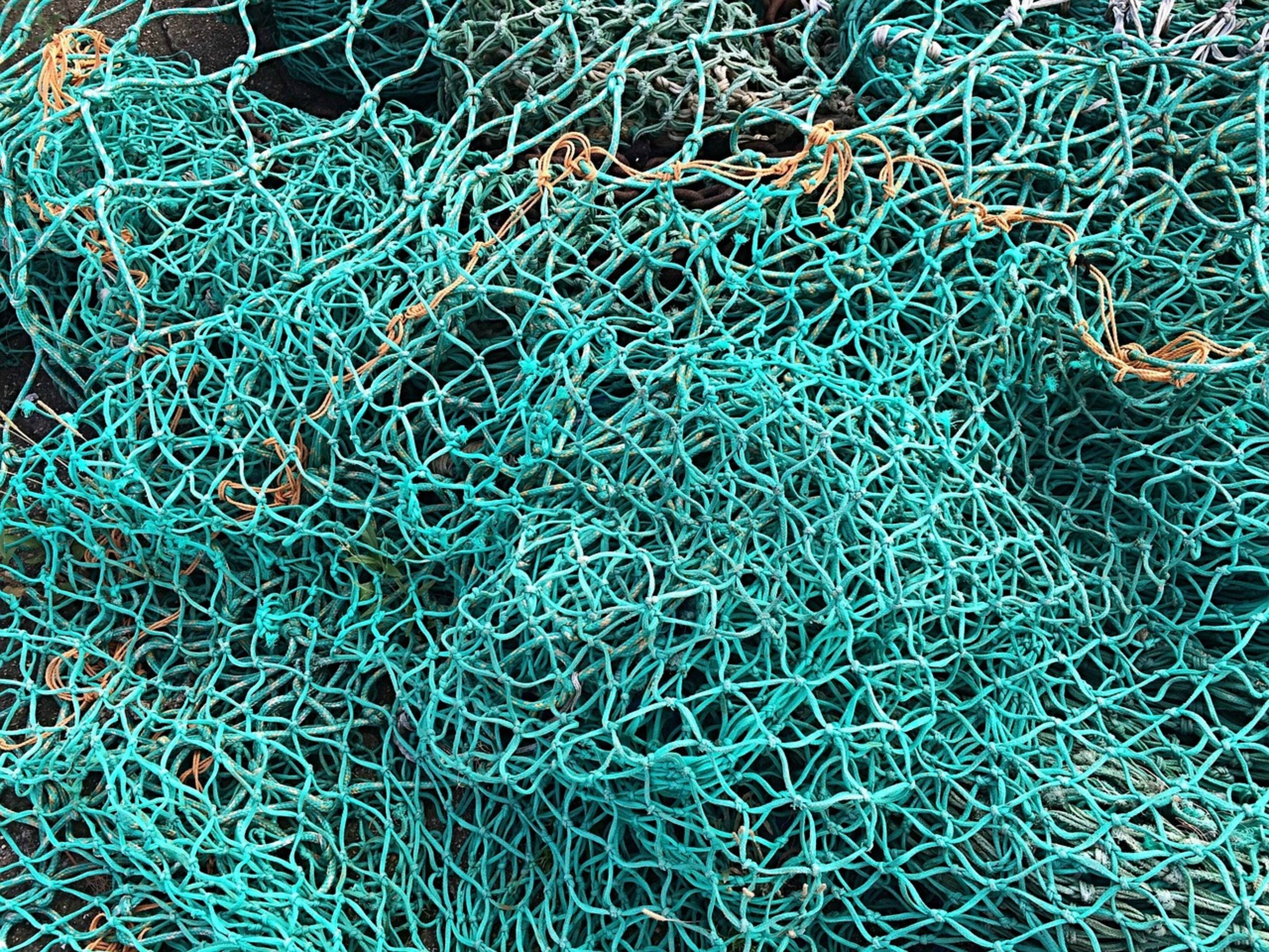 aquarist holding fish net aquarist holding fish net