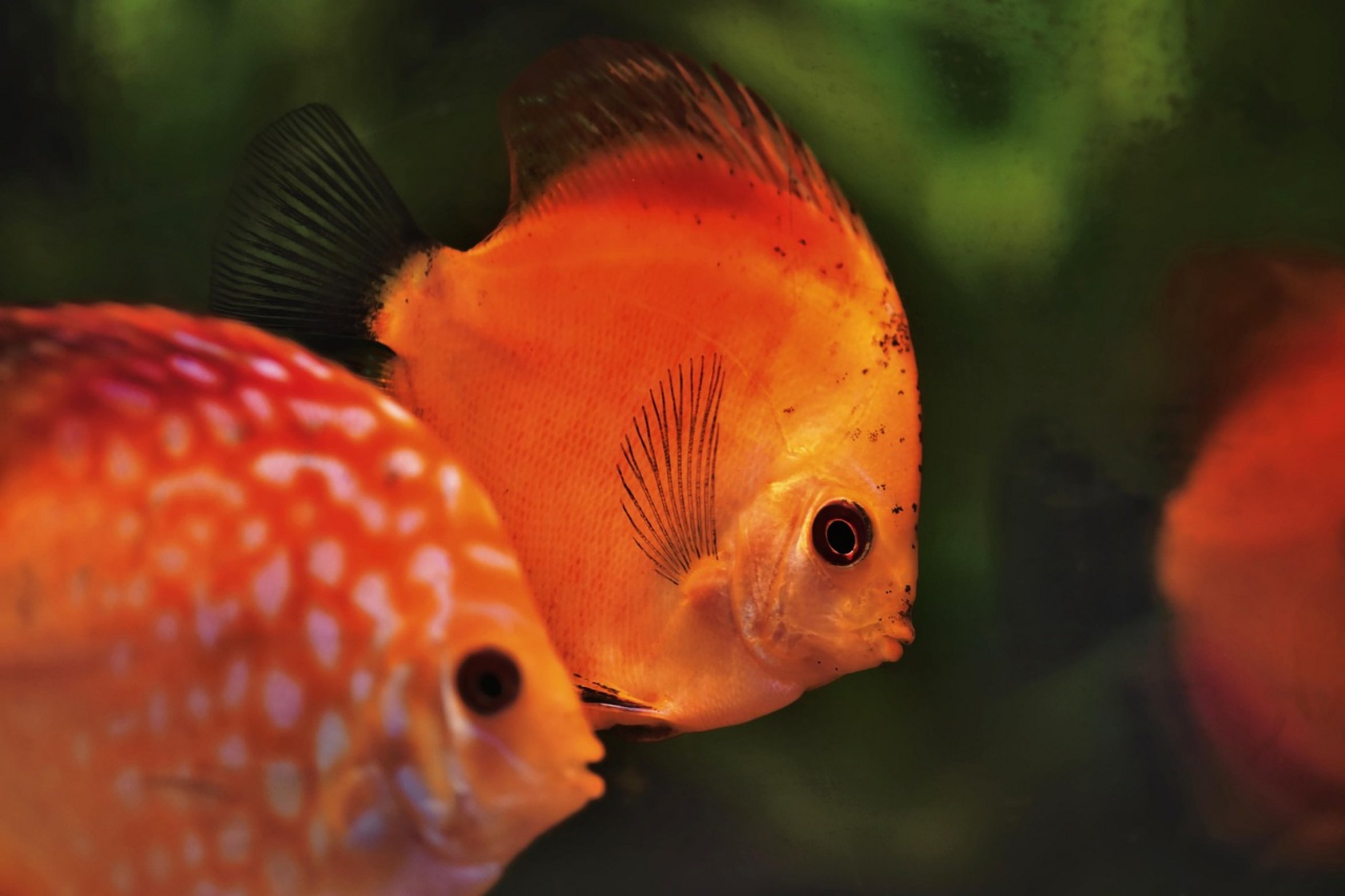aquarium fish ethics aquarium fish ethics