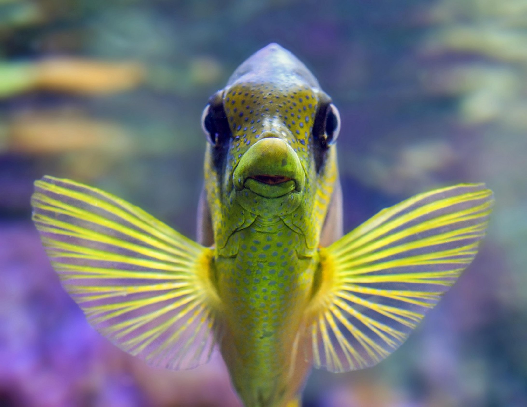 aquarium gravel vacuum aquarium gravel vacuum