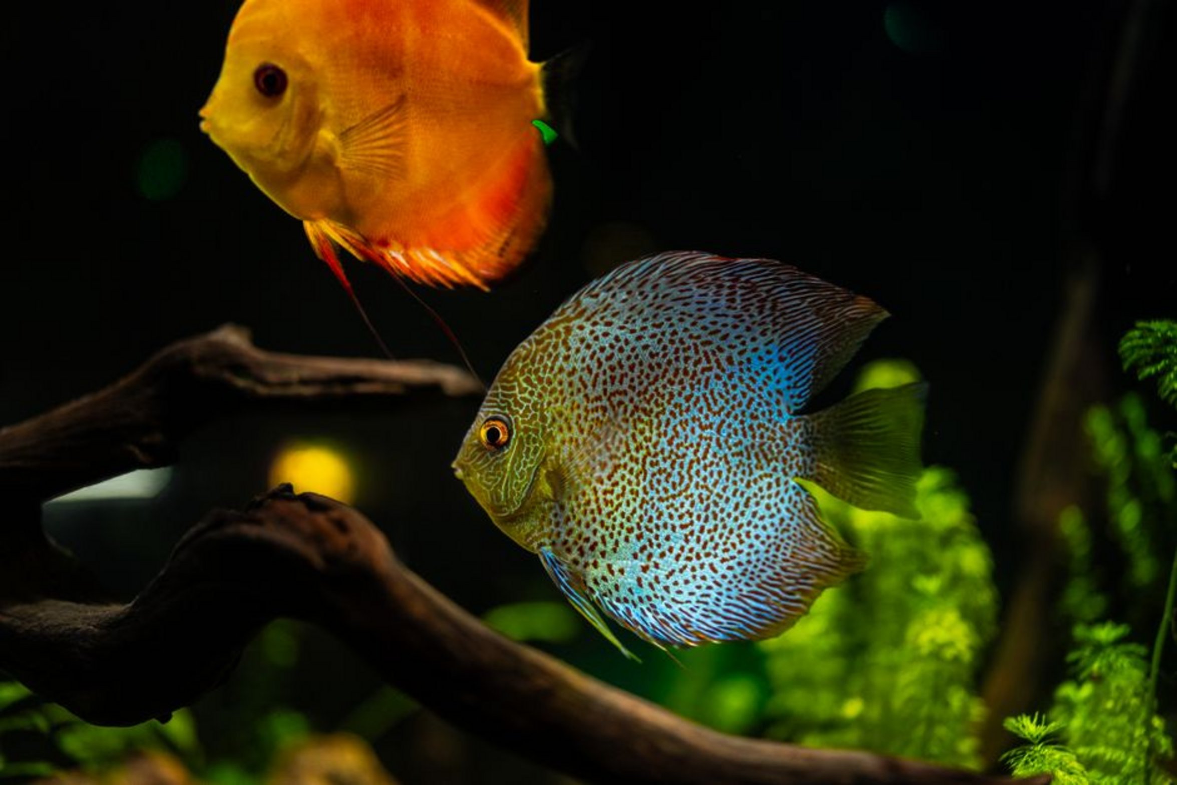 aquarium light timer switch aquarium light timer switch