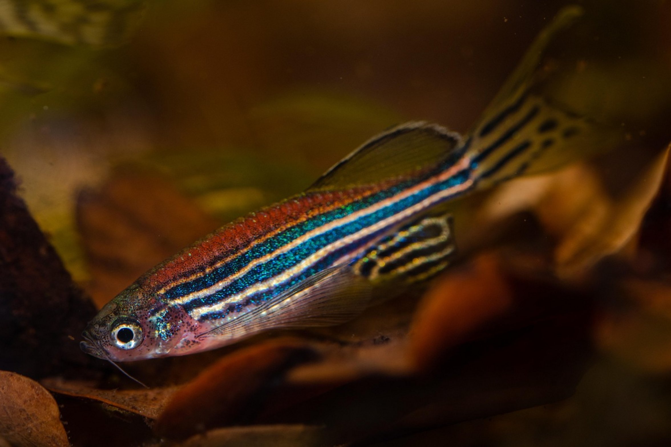 aquarium thermometer aquarium thermometer
