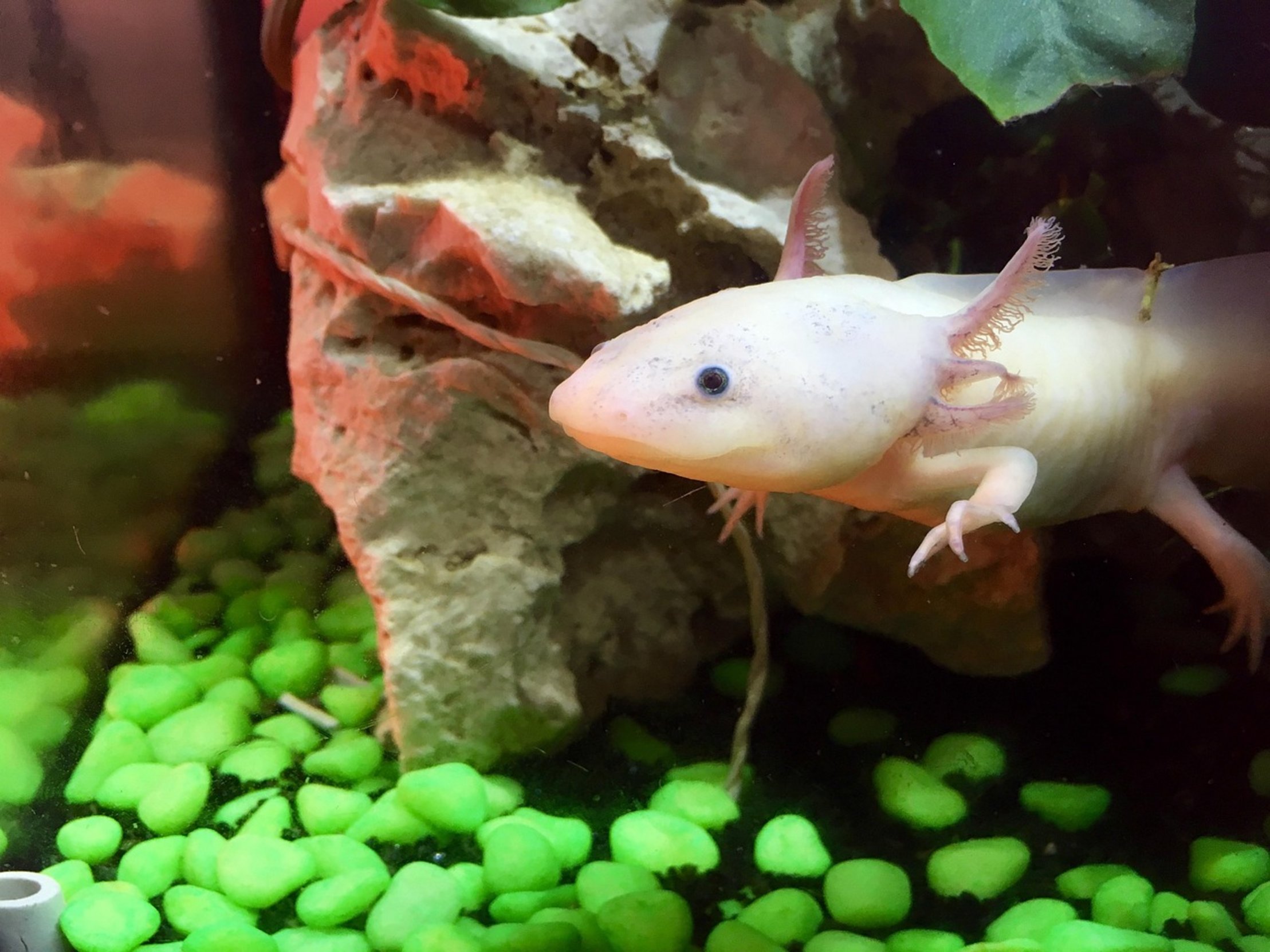 axolotl eating food axolotl eating food